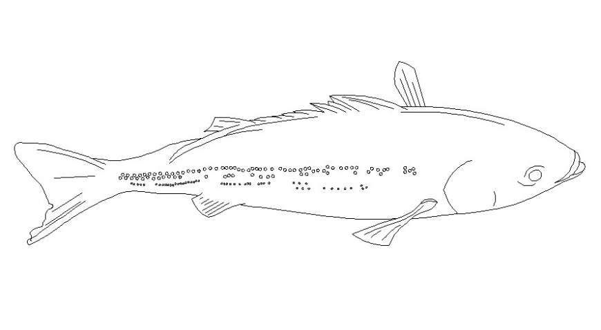 2d drawings details of aquatic fish animal blocks autocad software file