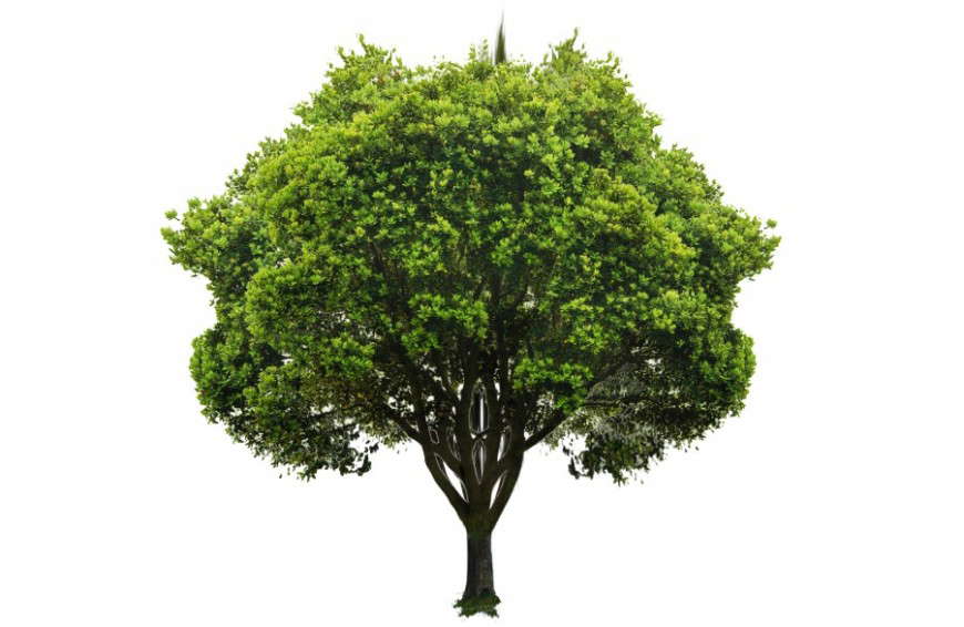 3d model of landscaping trees units sketch-up file