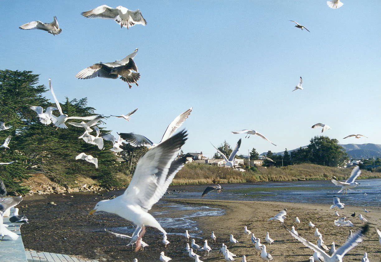 Explore Sea Birds and Gulls: Types, Habitats, and Facts