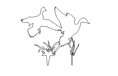 Birds 2d details