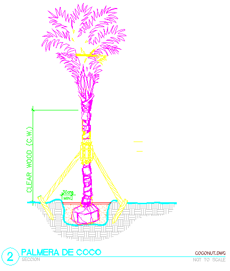 Coconut Palm Tree