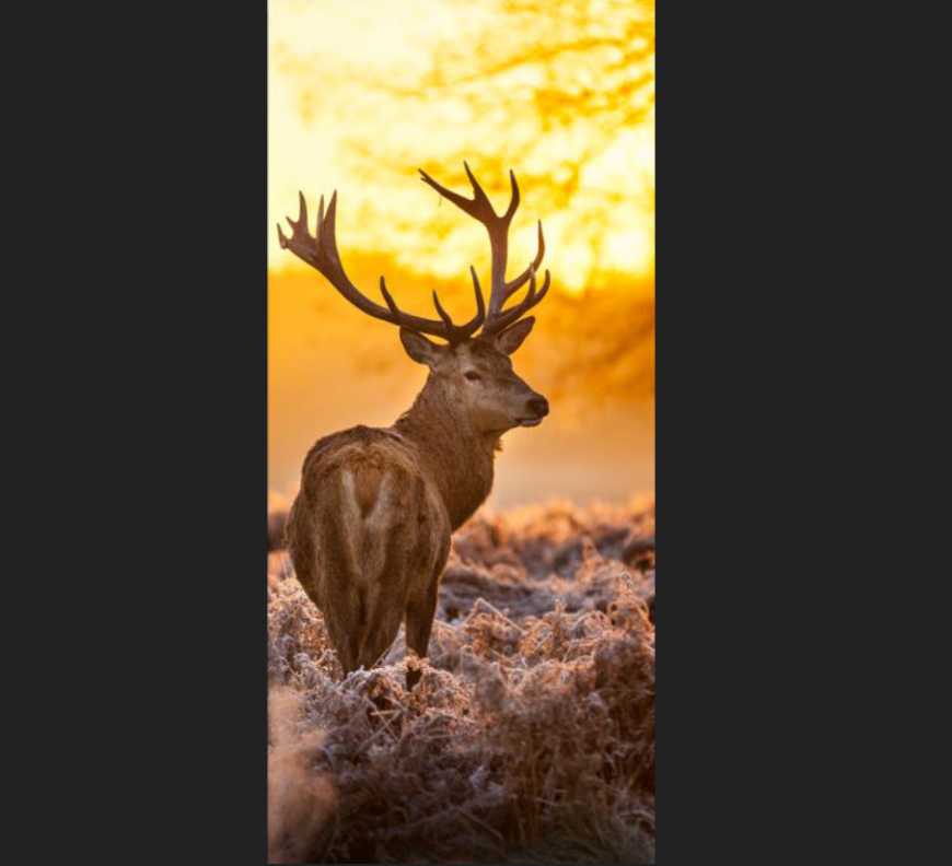 A deer plan detail dwg file.