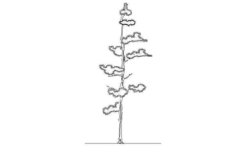 Cad drawing of trees landscaping units 2d view in autocad