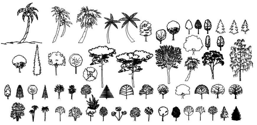 Cad drawings details of  long palm trees  
