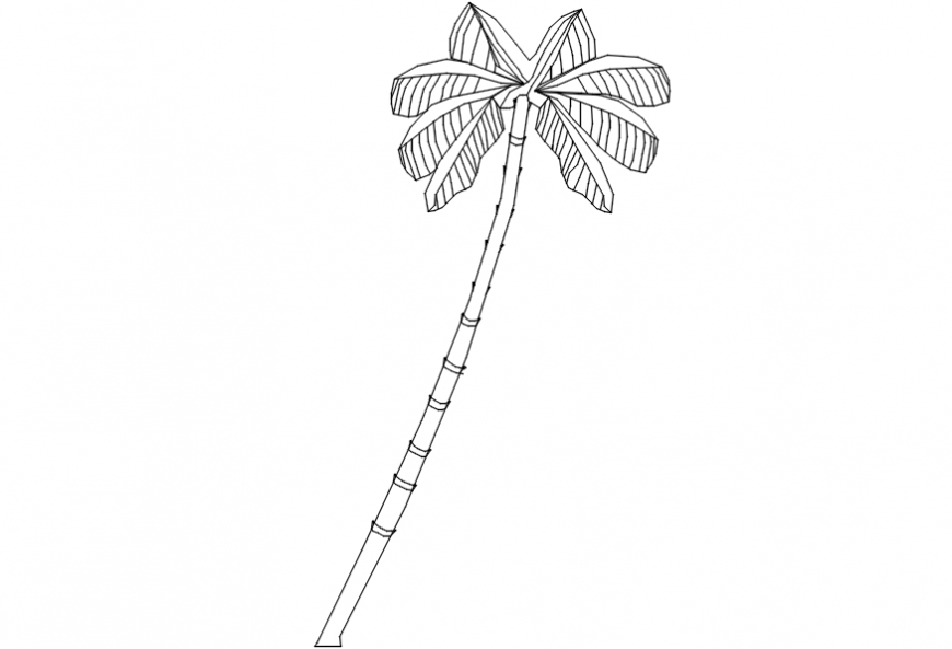 CAd drawings details of coconut  tree