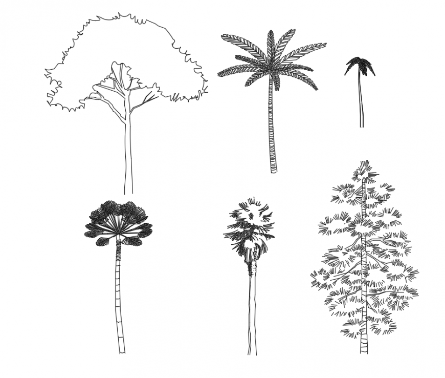 CAd drawings details of front elevation of coconut  trees
