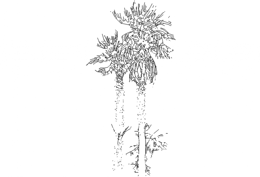 CAd drawings details of long and  hidden stem rooted  tree