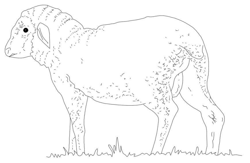 CAd drawings details of sheep  