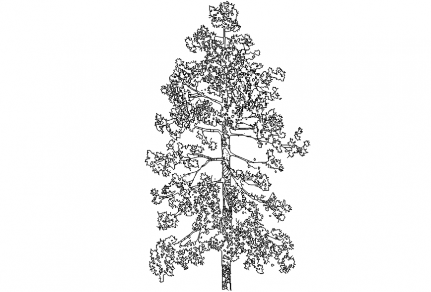 CAd drawings details of small  round leaf  tree
