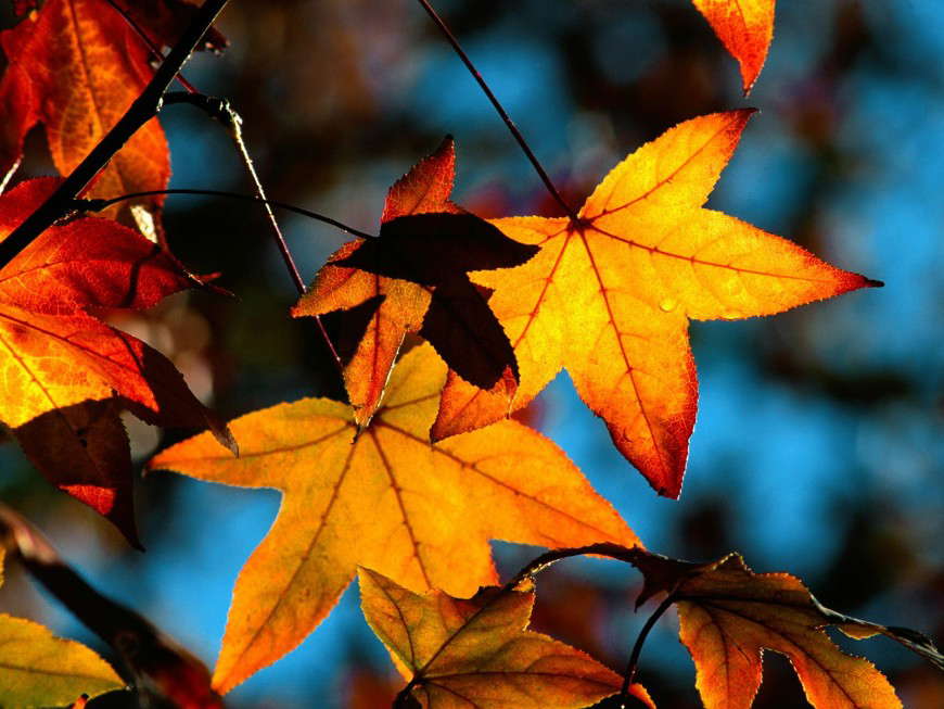 Colors of Fall plan