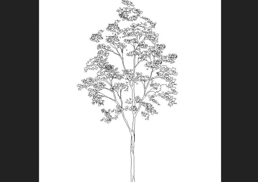 Deciduous tree plan with detailing dwg file.