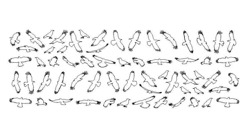 Drawings details of birds 2d view elevation autocad softwrae file