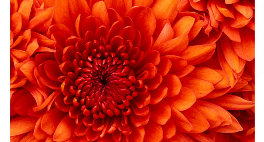 Flower image file