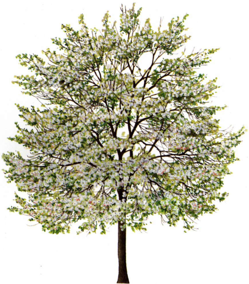 Flower trees detail 3d model photo-file