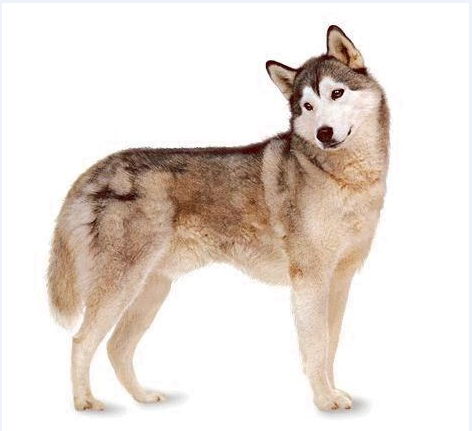 husky dog dwg file