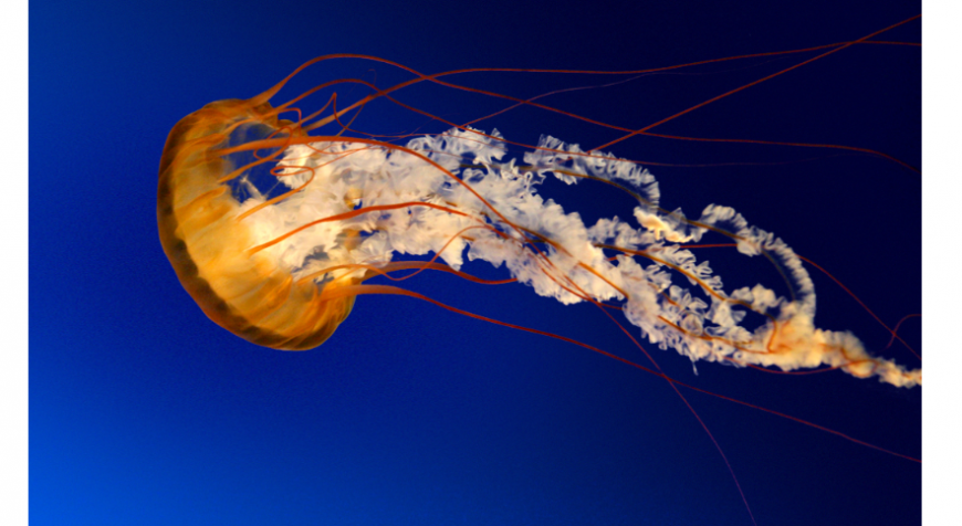 Jelly fish block detail