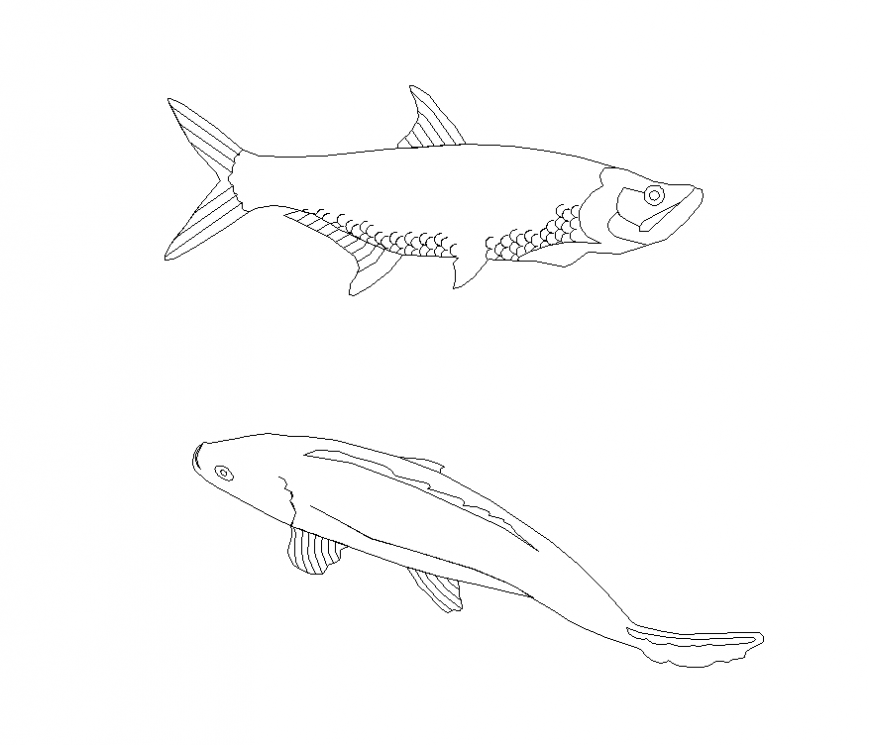 Marine animal Fish layout 2d view autocad file