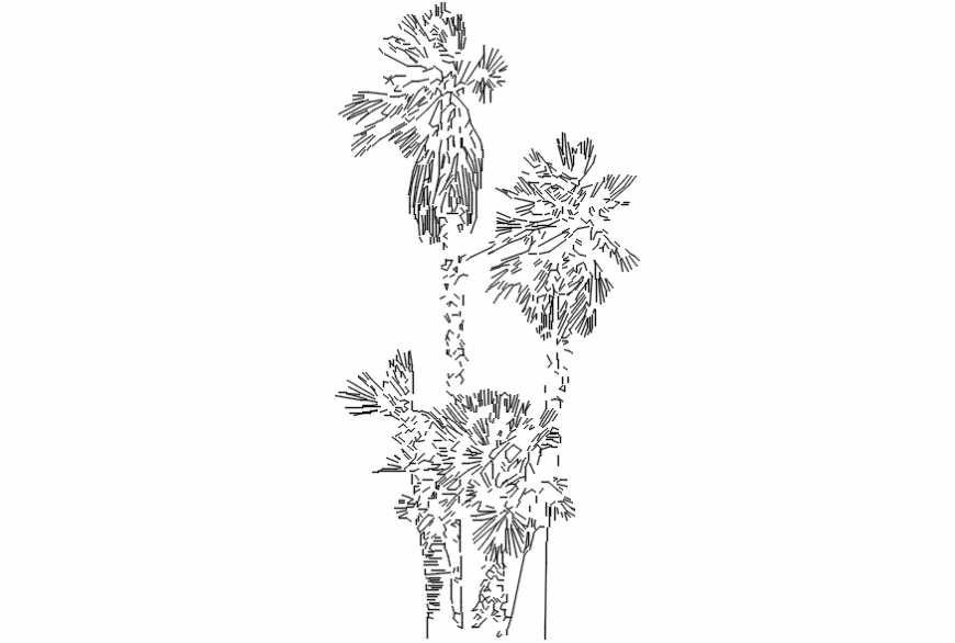 Palm trees 2d dwg file