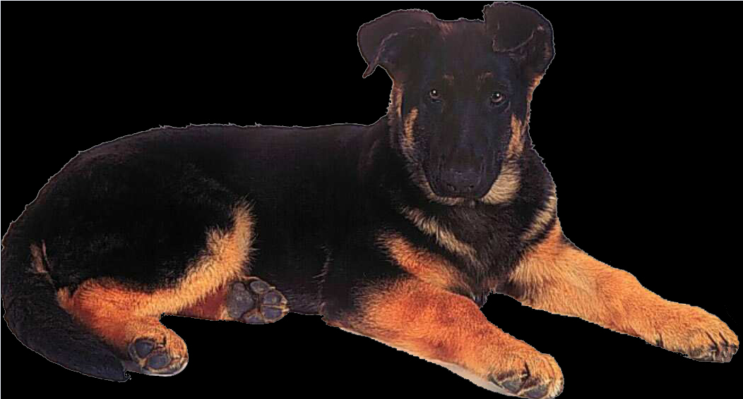puppy dwg file