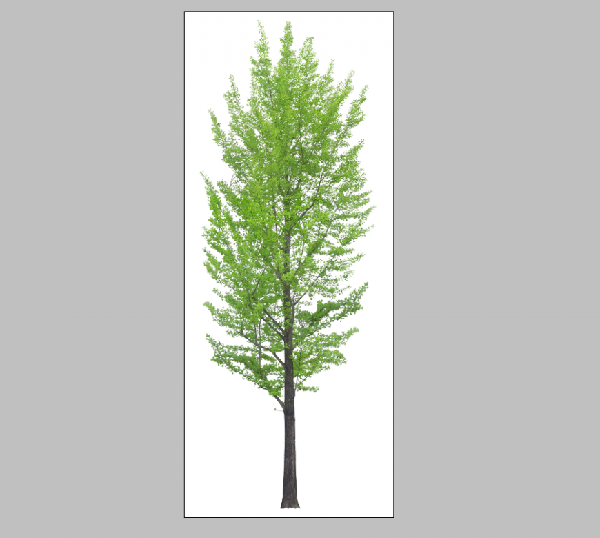 Tree detail 3d model elevation Photoshop file